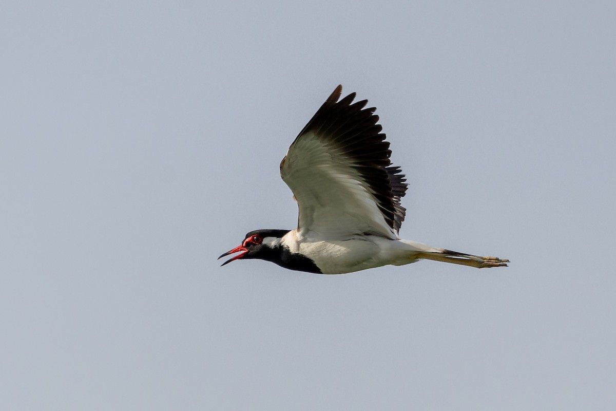 Red-wattled Lapwing - ML617914116