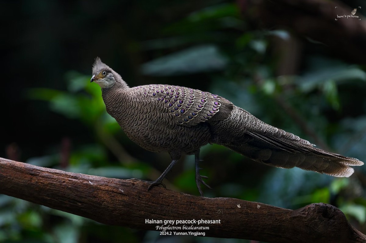 Gray Peacock-Pheasant - ML617914162