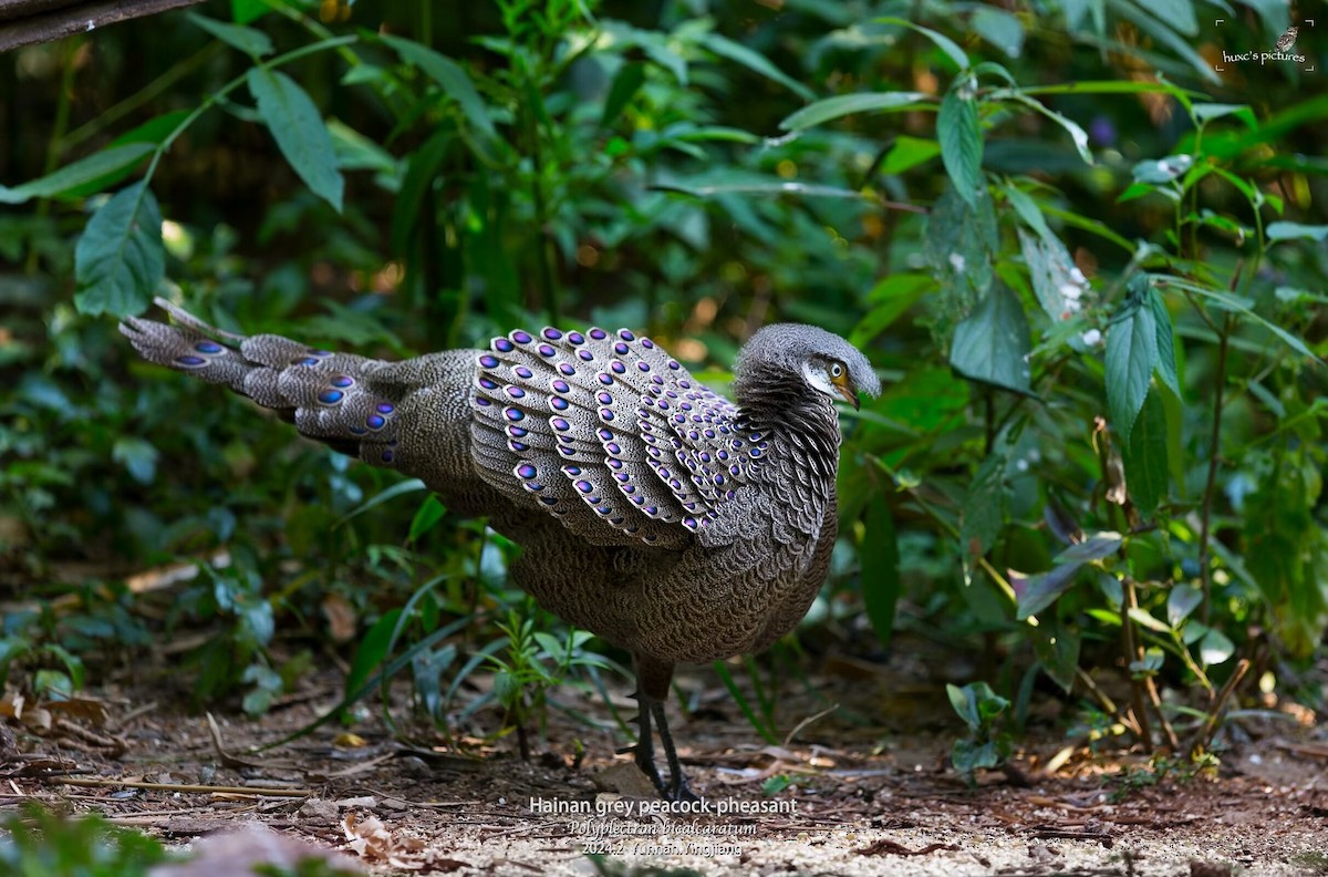 Gray Peacock-Pheasant - ML617914163