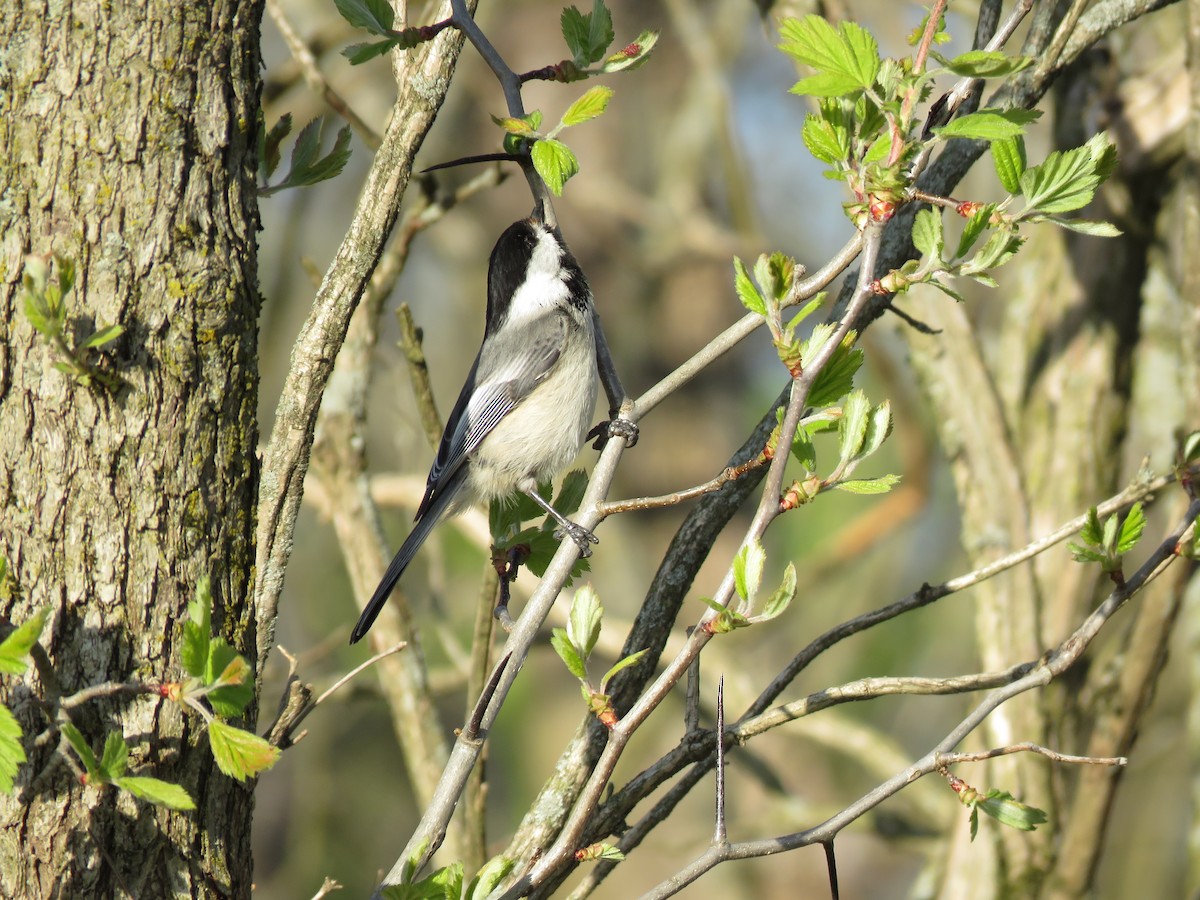 Mésange à tête noire - ML617914182