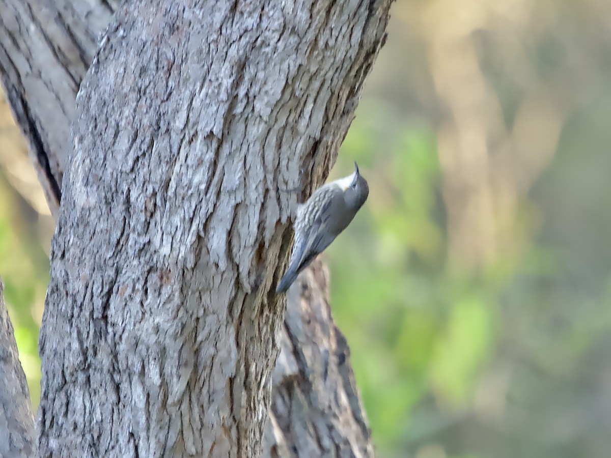 White-throated Treecreeper - ML617914185