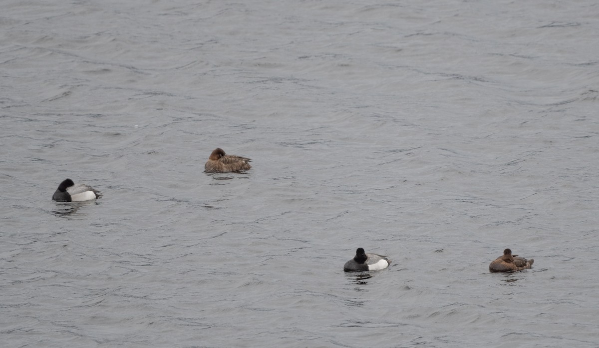 Lesser Scaup - Annie Lavoie