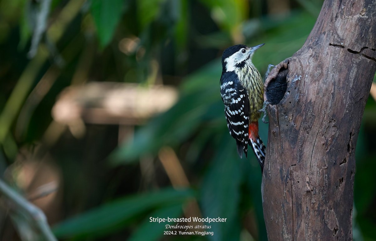Stripe-breasted Woodpecker - xiaochen HU