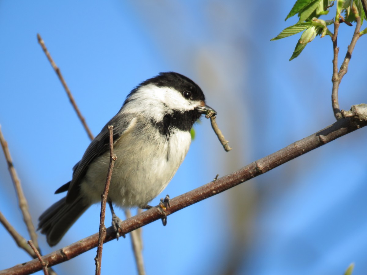 Mésange à tête noire - ML617914213