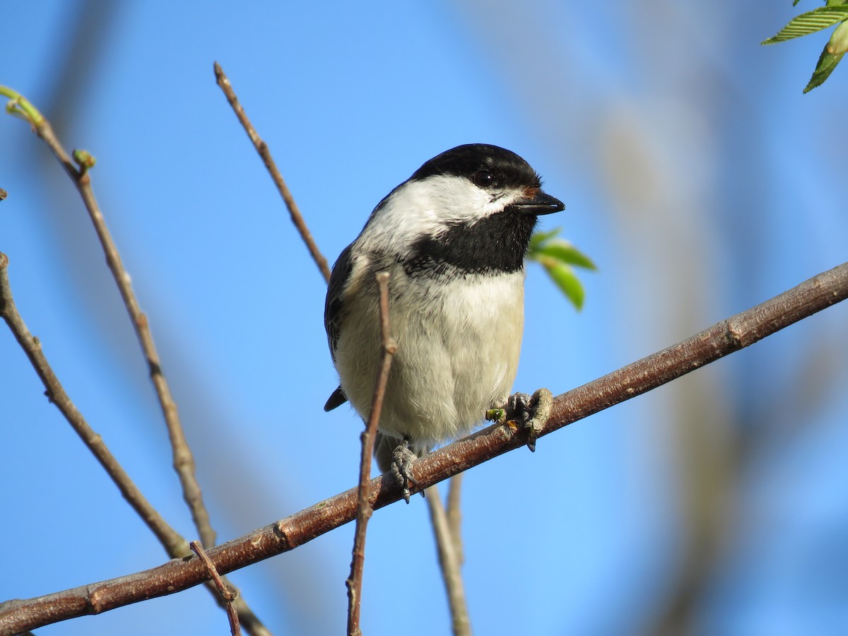 Mésange à tête noire - ML617914214