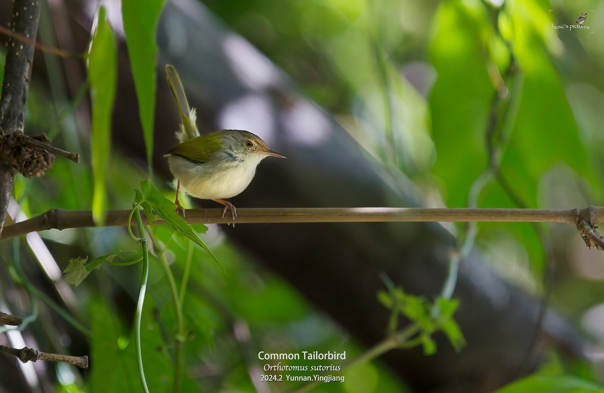 Common Tailorbird - xiaochen HU