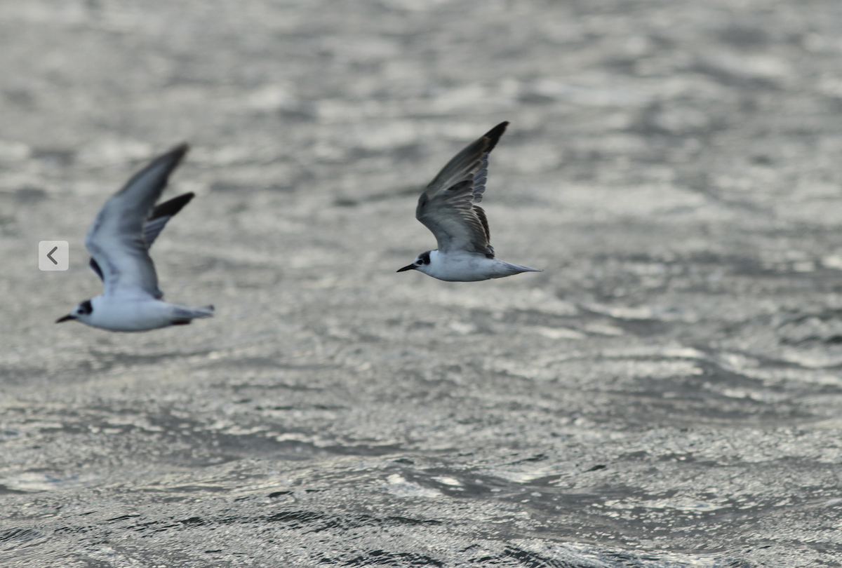 White-winged Tern - ML617914275