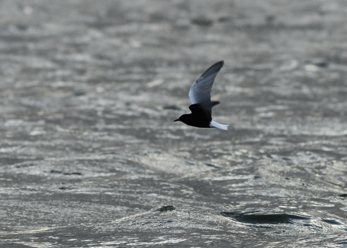 White-winged Tern - ML617914276