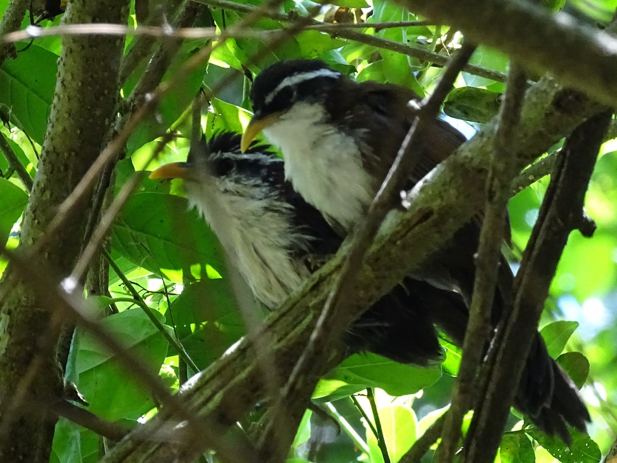 Sri Lanka Scimitar-Babbler - ML617914299