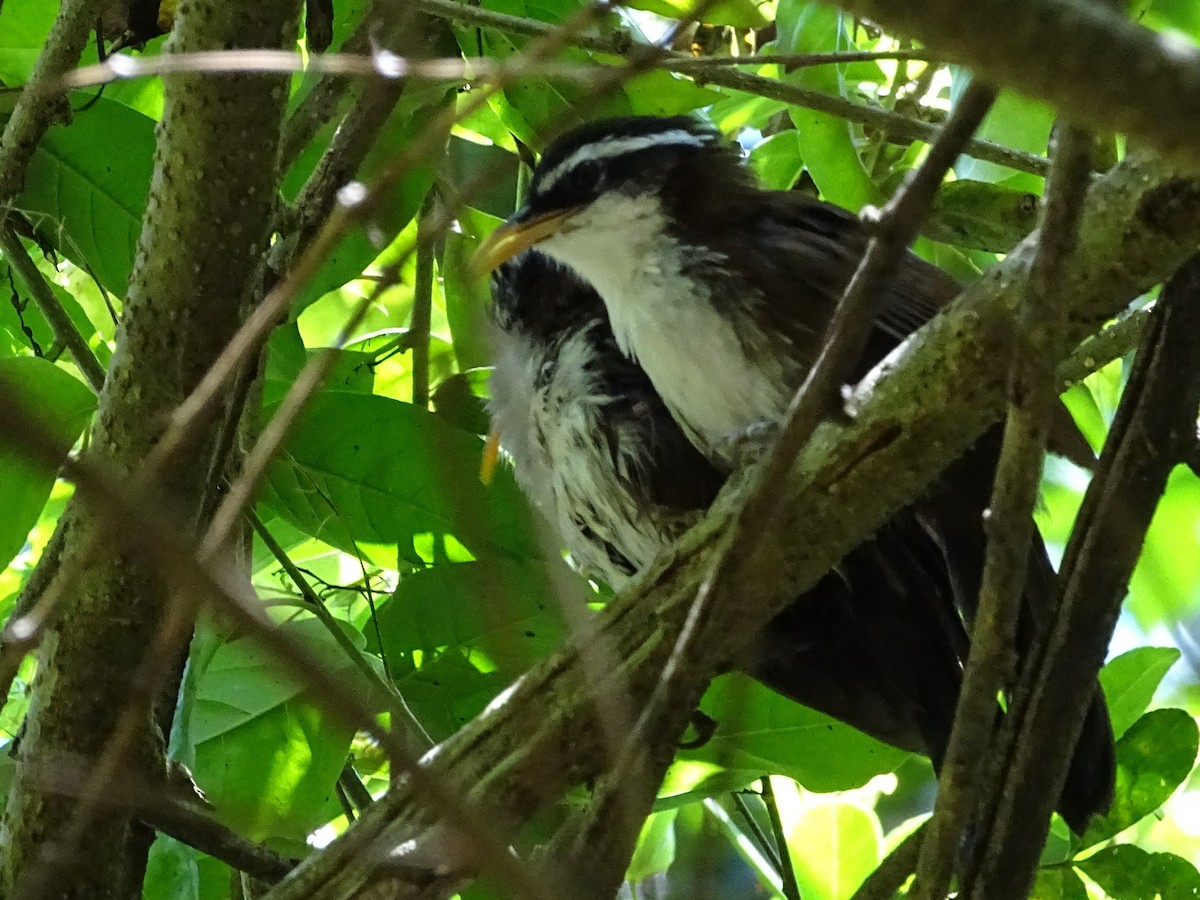 Sri Lanka Scimitar-Babbler - ML617914300