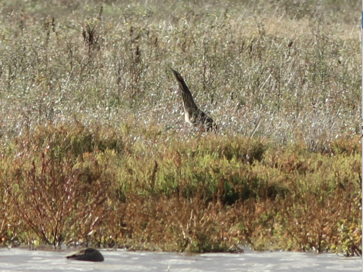 Australasian Bittern - Ruth Reef