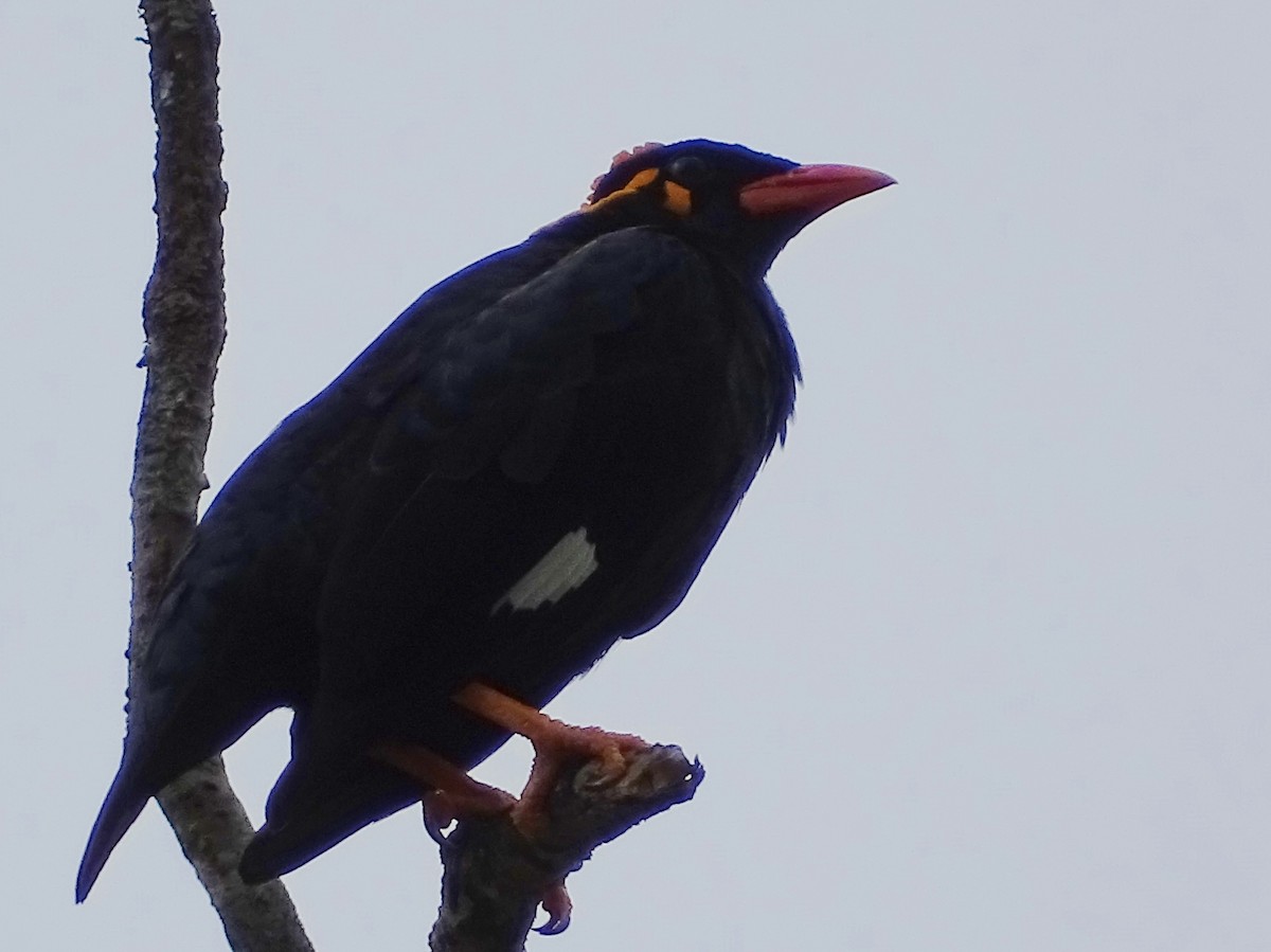 Southern Hill Myna - ML617914351