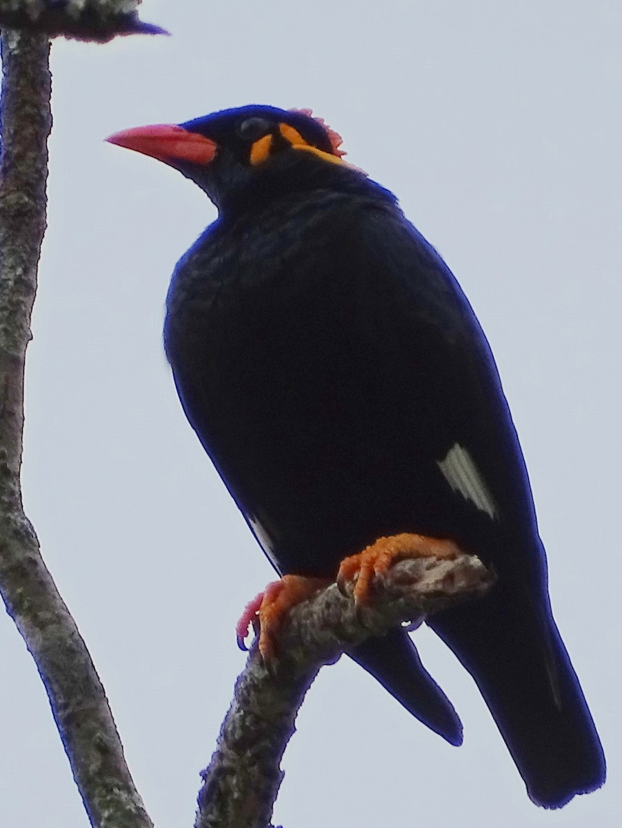 Southern Hill Myna - ML617914353