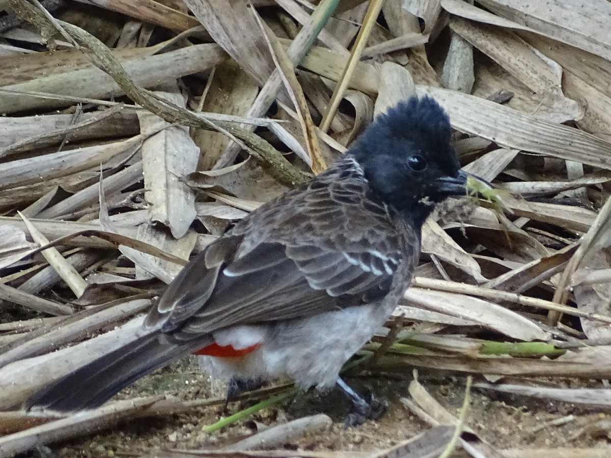 Red-vented Bulbul - ML617914361