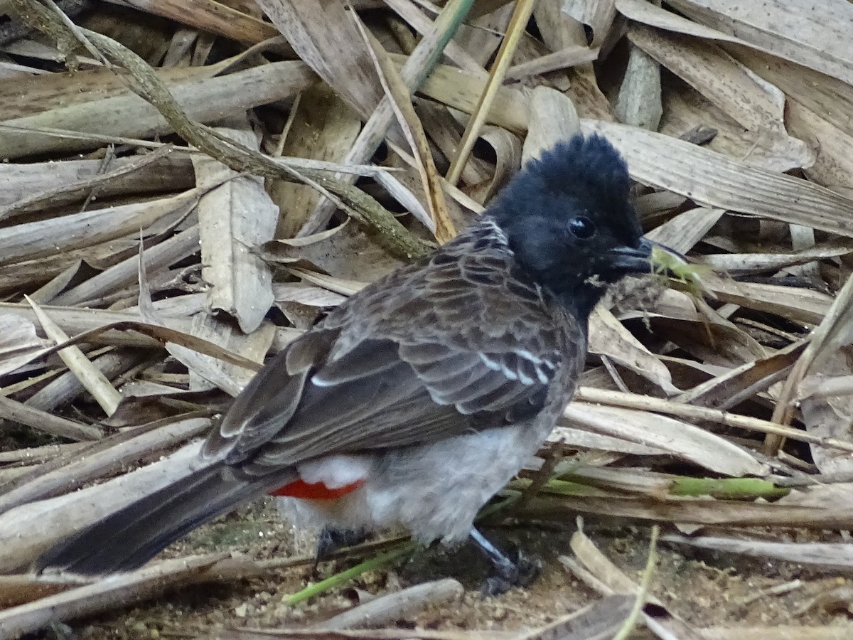 Bulbul à ventre rouge - ML617914361