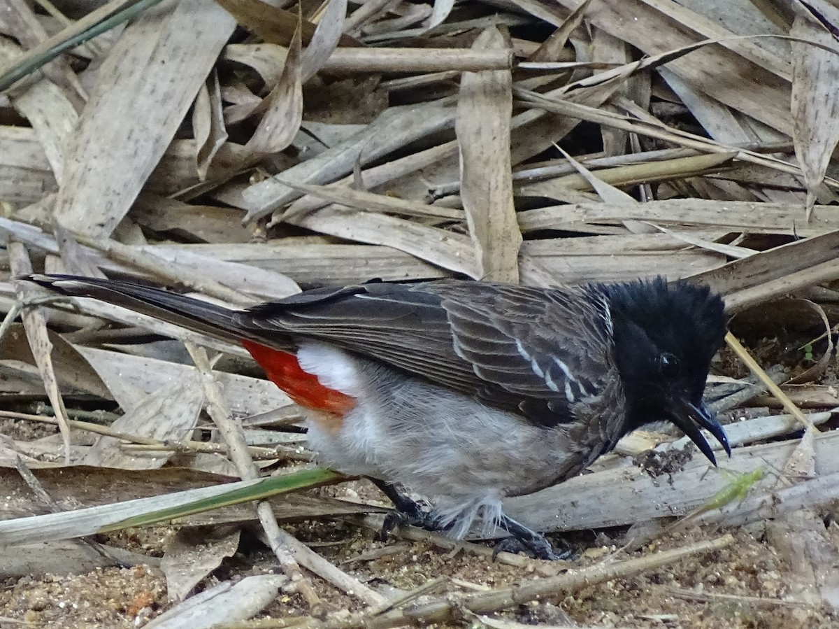 Red-vented Bulbul - ML617914364