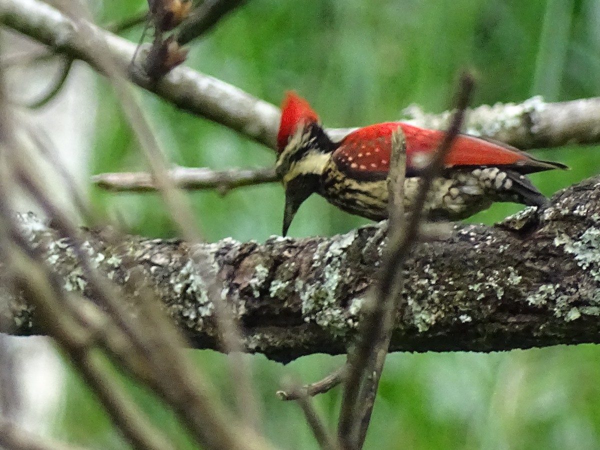 Red-backed Flameback - ML617914372