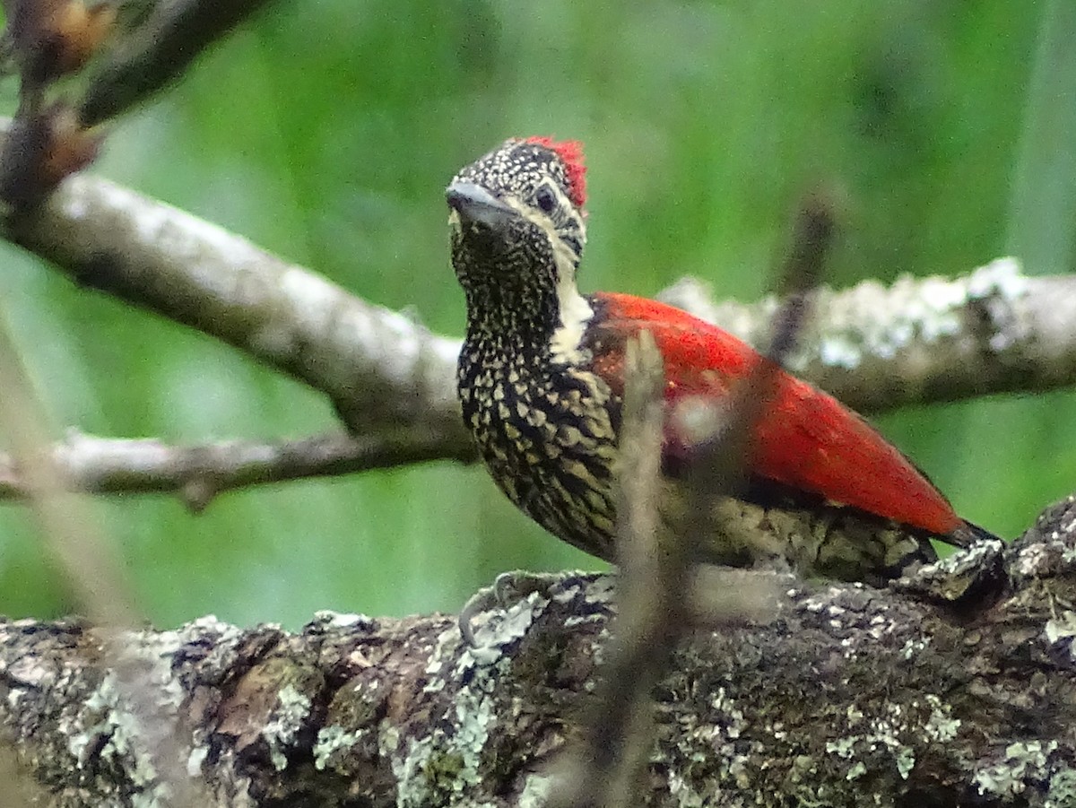 Red-backed Flameback - Sri Srikumar