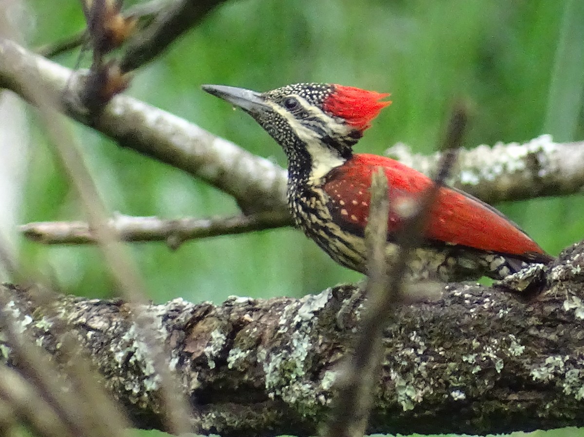 Red-backed Flameback - ML617914375