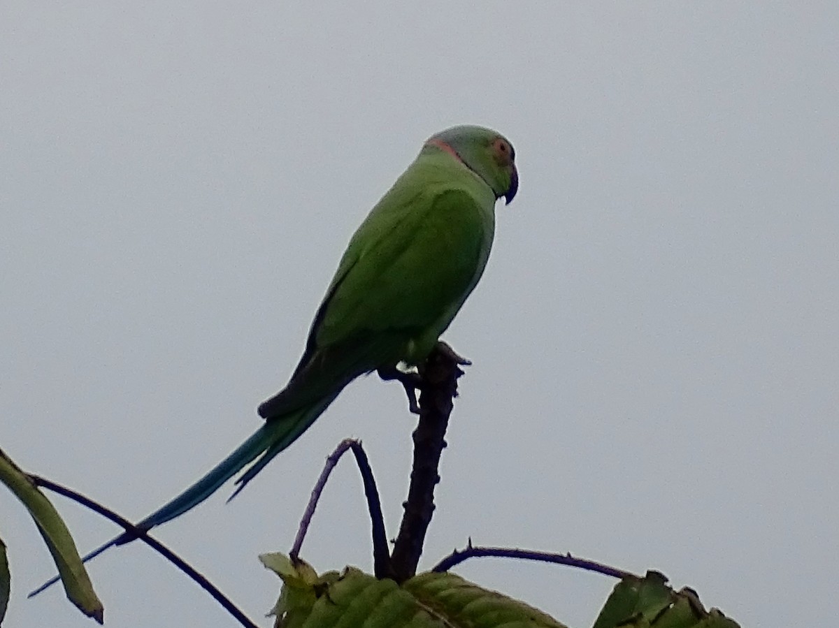 Rose-ringed Parakeet - ML617914386