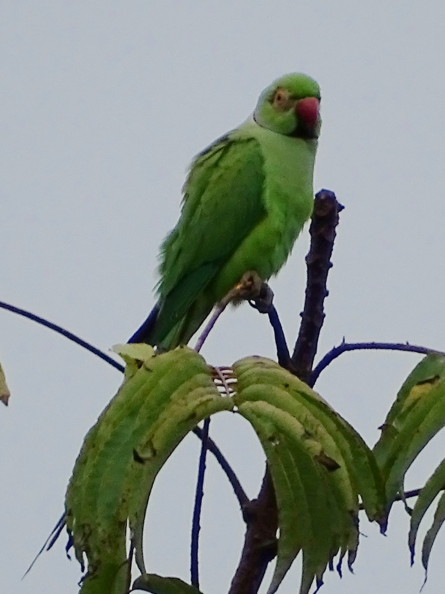 Rose-ringed Parakeet - ML617914388