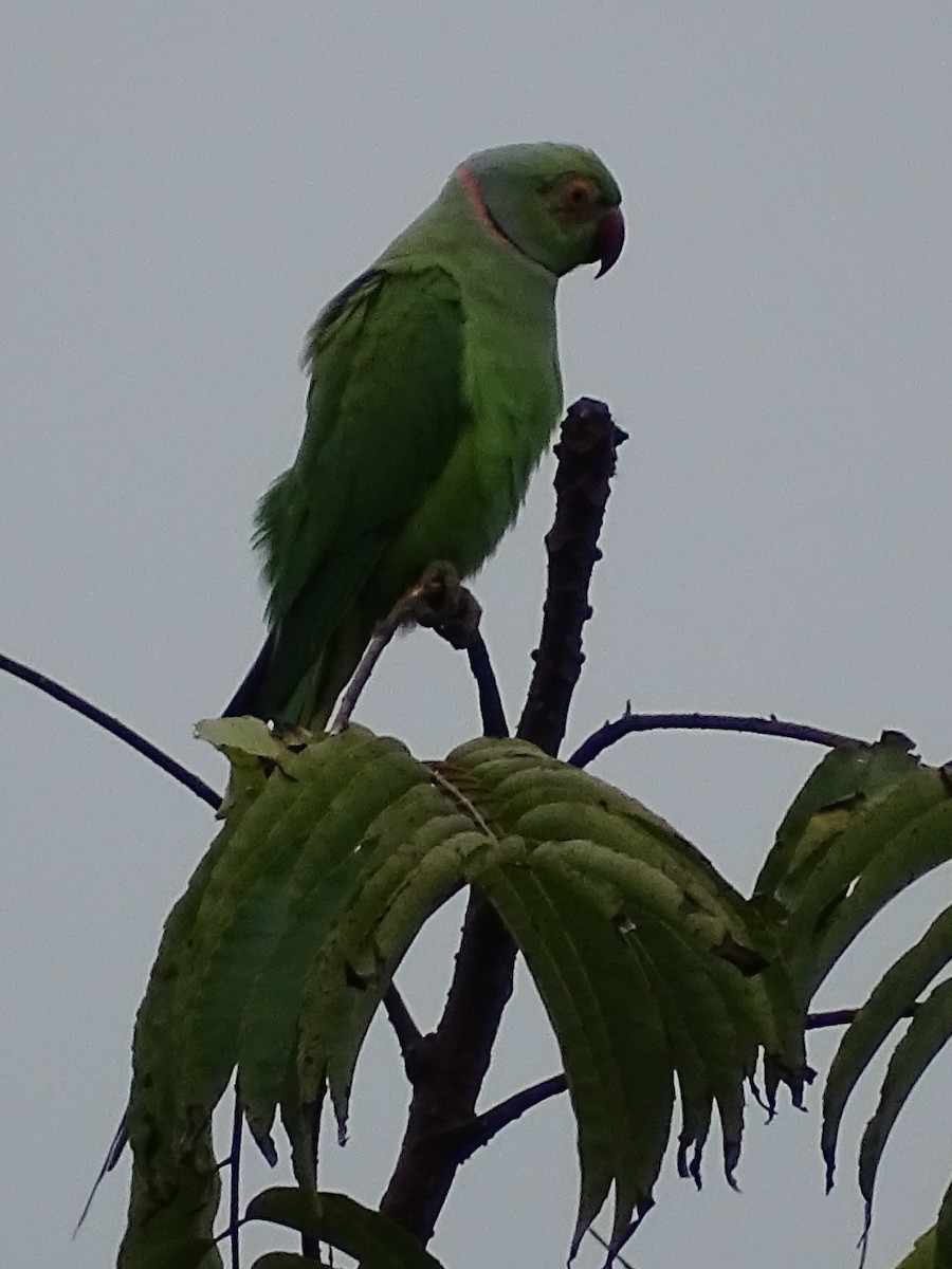 Rose-ringed Parakeet - ML617914389