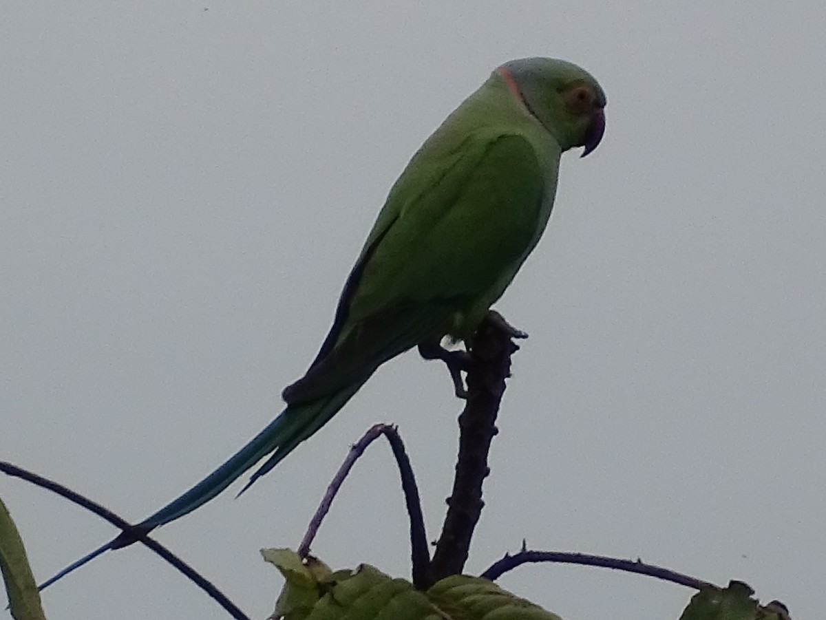 Rose-ringed Parakeet - ML617914390