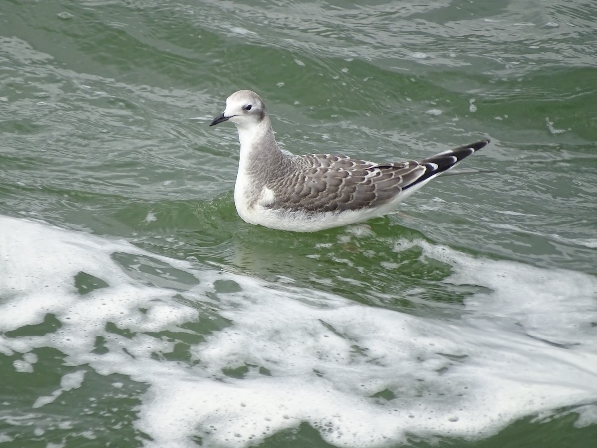 Sabine's Gull - Sławomir Niedźwiecki