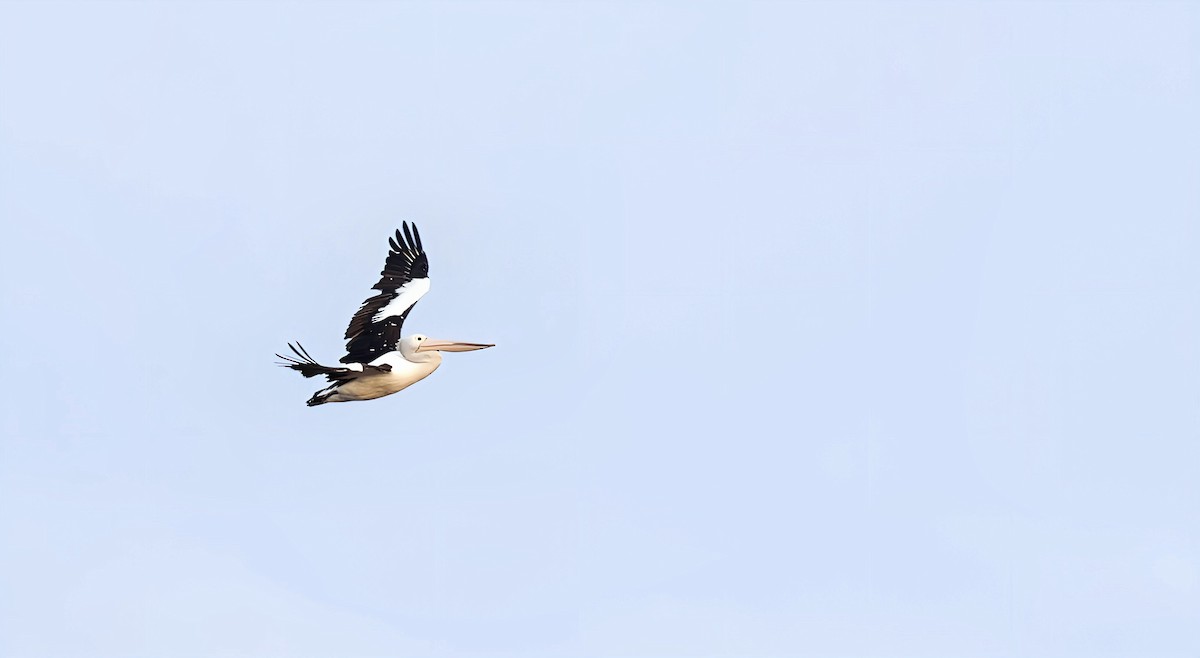 Australian Pelican - ML617914412