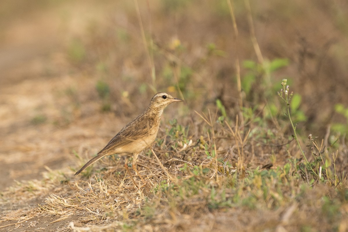 Paddyfield Pipit - Ramesh Shenai