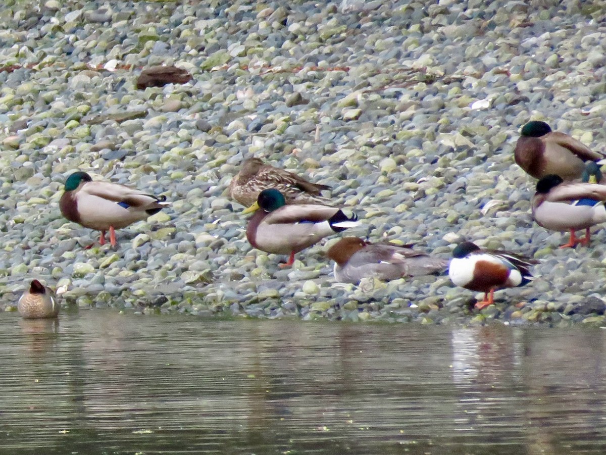 Northern Shoveler - ML617914484