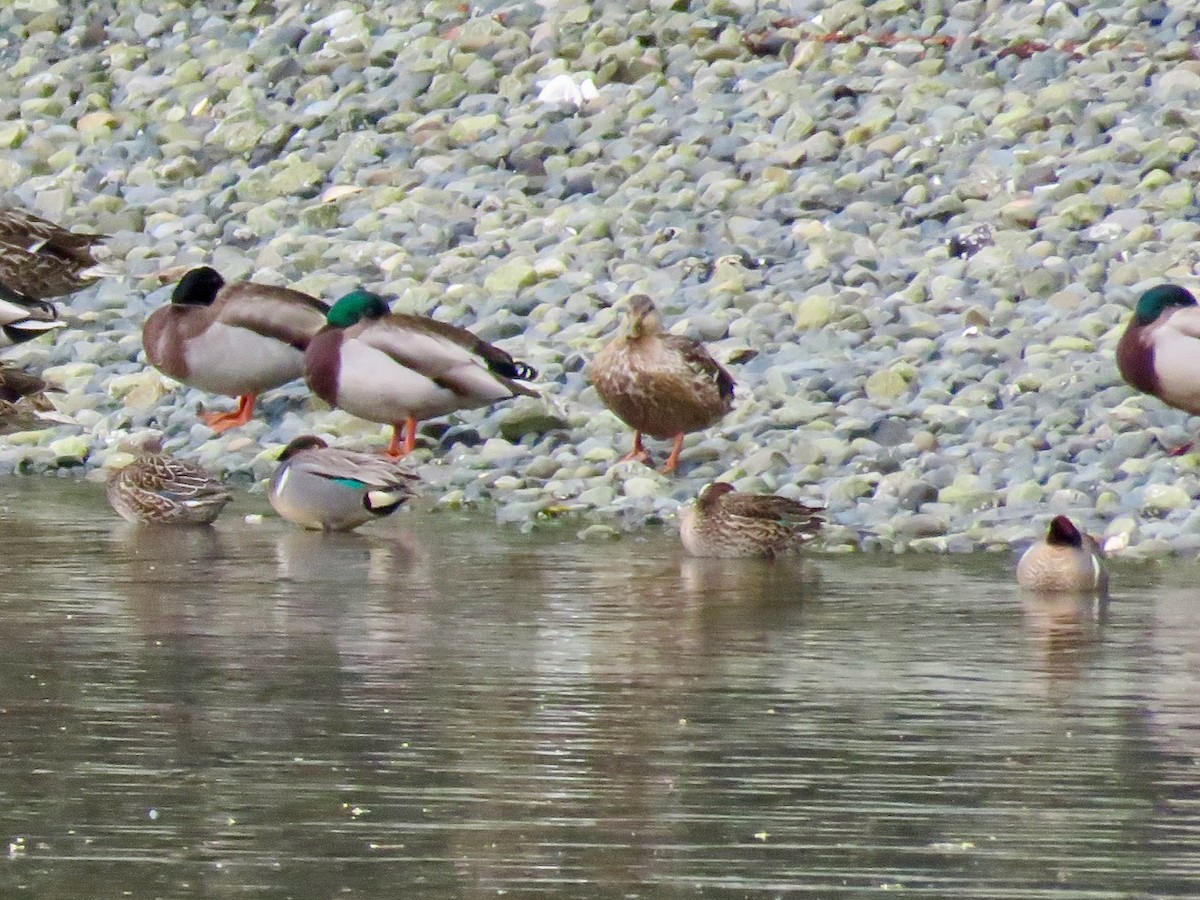 Green-winged Teal (American) - ML617914498