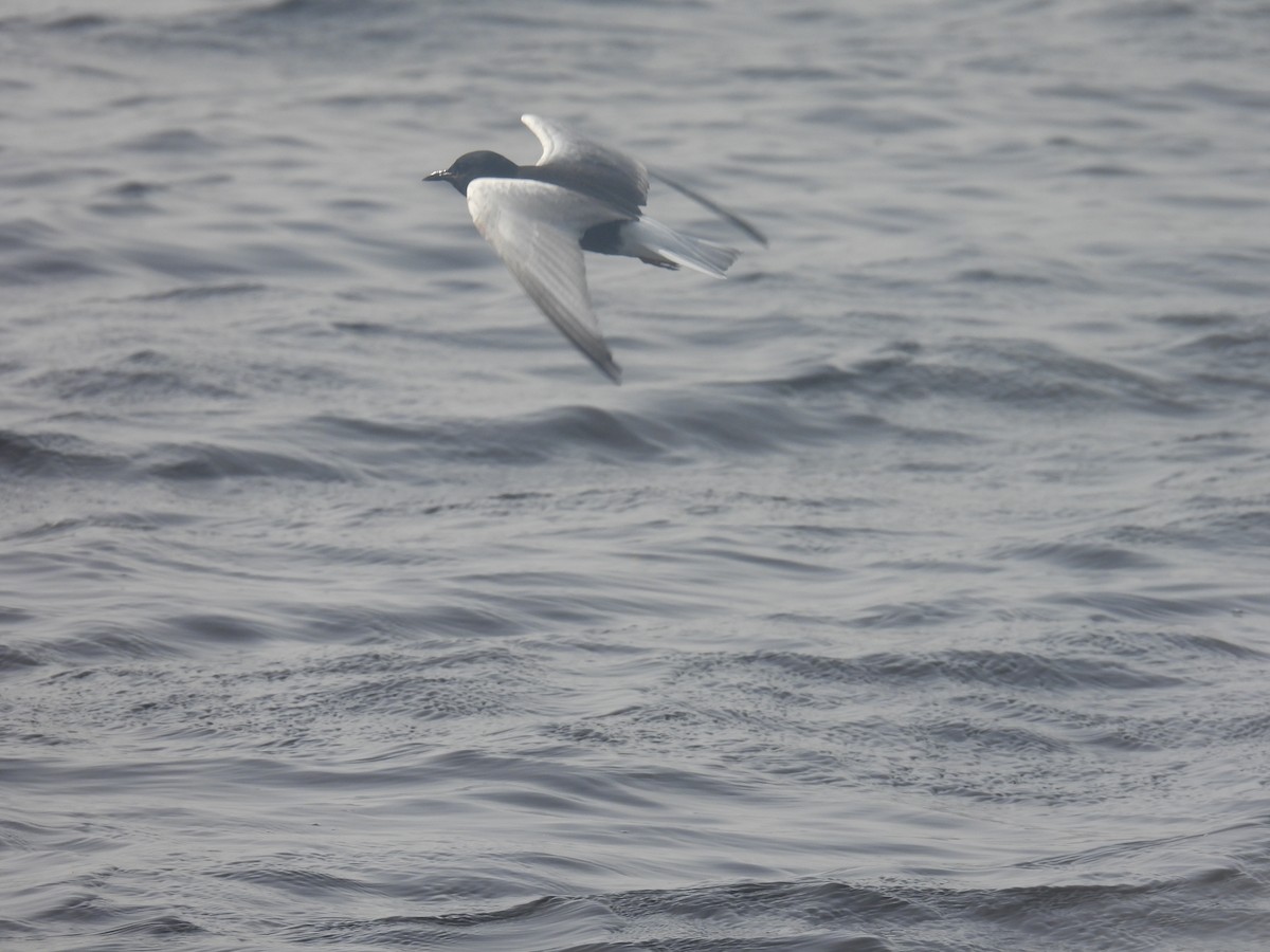 White-winged Tern - ML617914522
