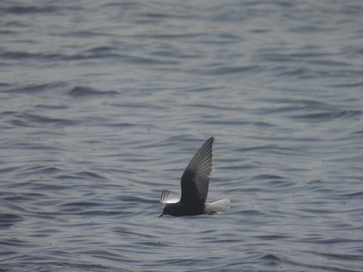 White-winged Tern - ML617914523