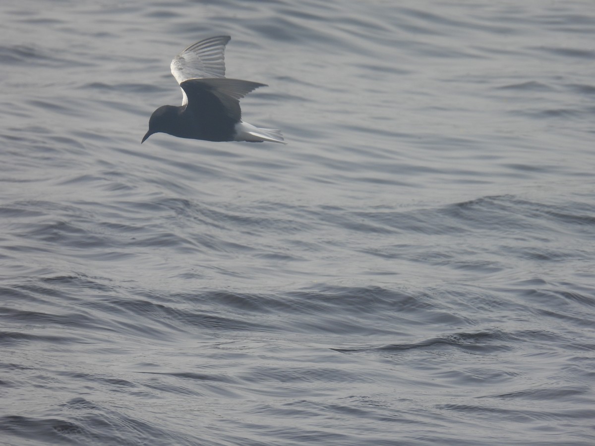 White-winged Tern - ML617914524