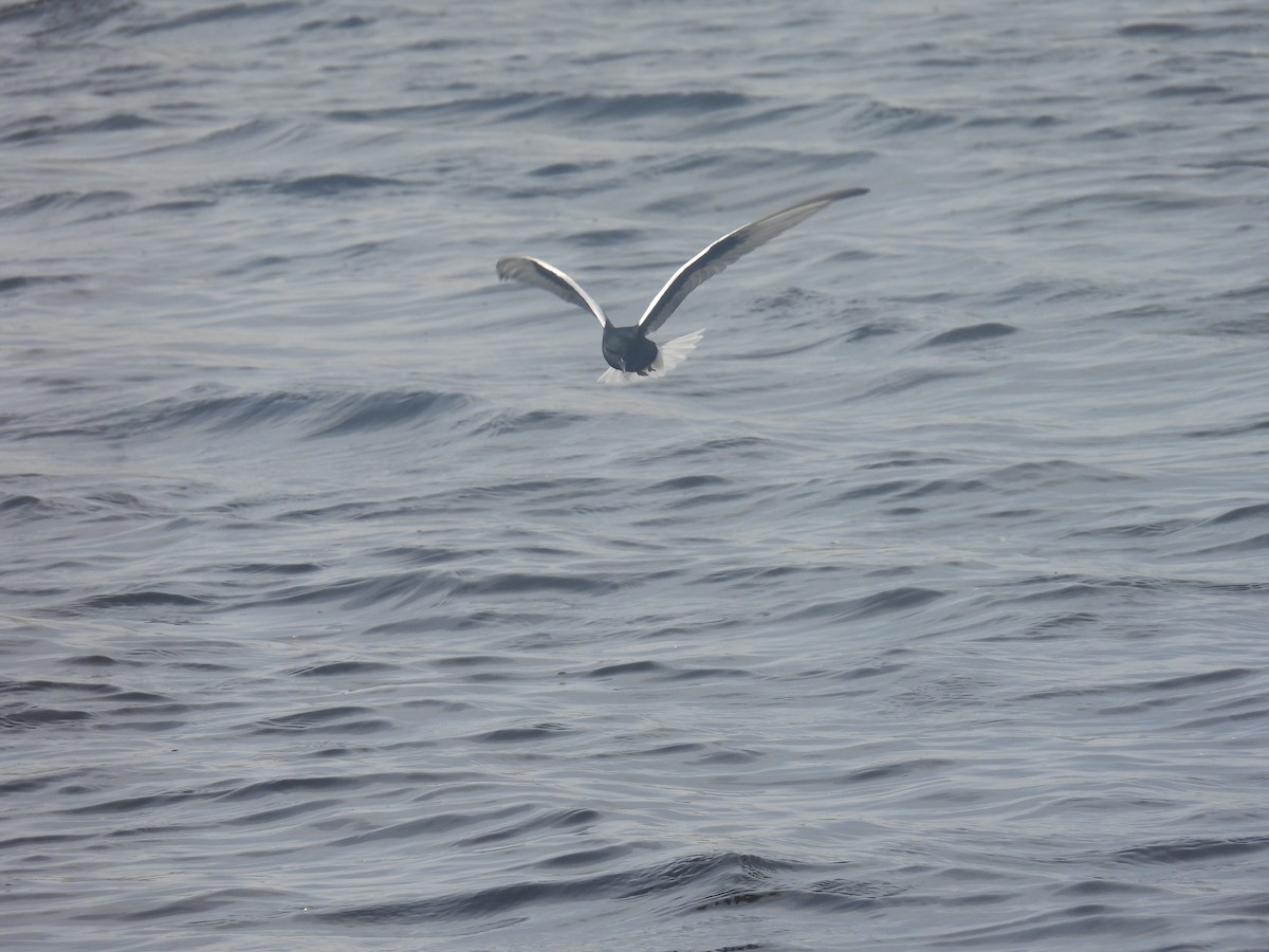 White-winged Tern - ML617914525