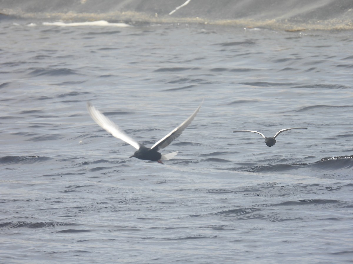 White-winged Tern - ML617914526