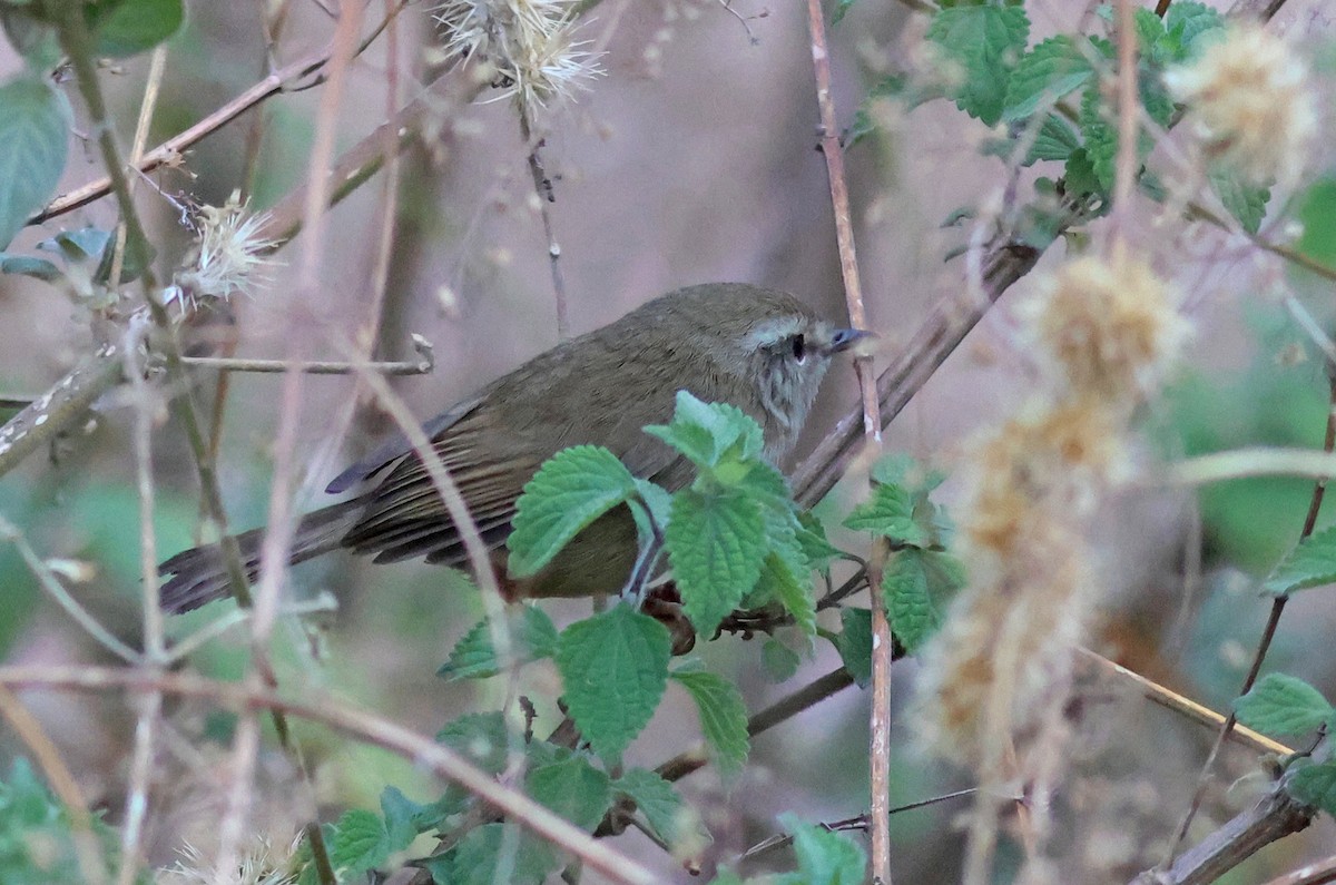 Brownish-flanked Bush Warbler - ML617914614