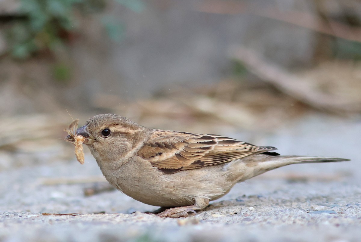 House Sparrow - ML617914622