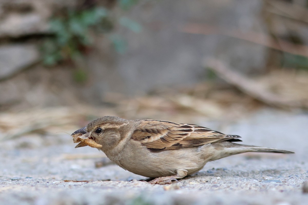 House Sparrow - ML617914623