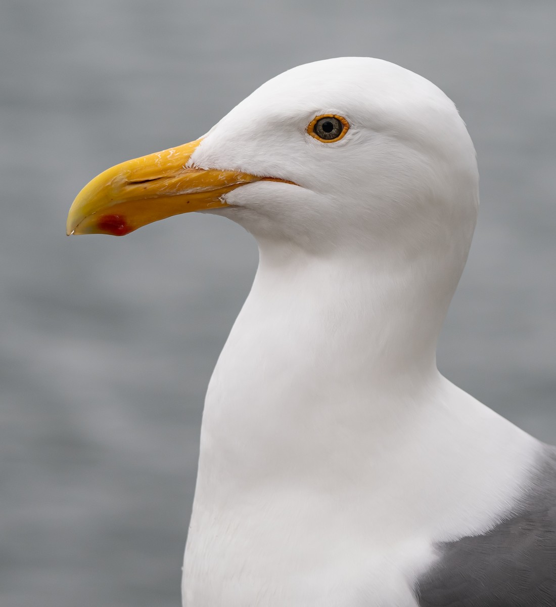 Western Gull - ML617914626