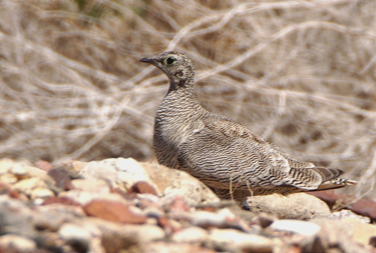 Lichtenstein's Sandgrouse - ML617914637