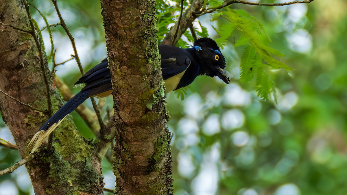 Plush-crested Jay - Yosico Chu