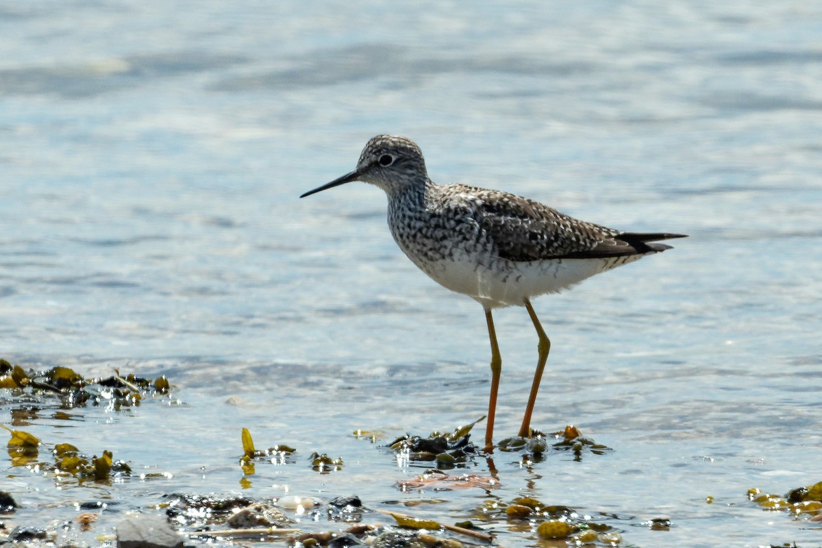 Lesser Yellowlegs - ML617914701