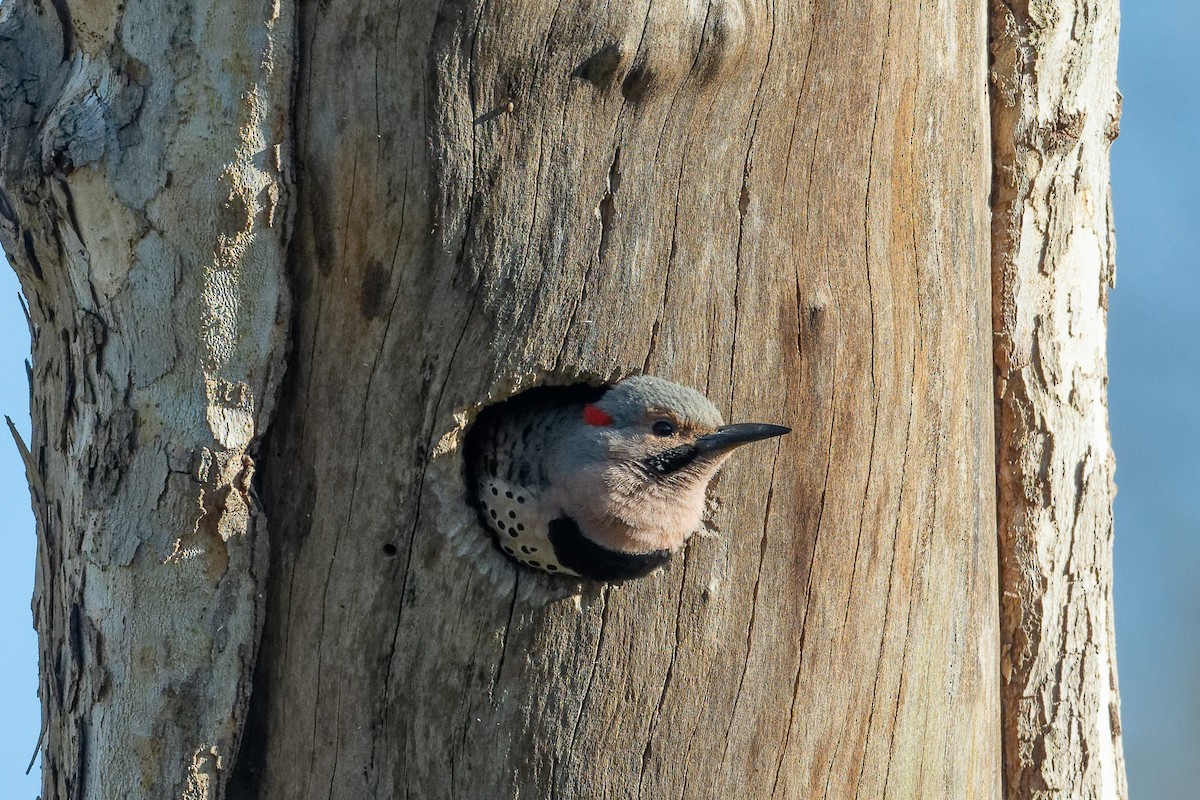 Northern Flicker - ML617914705