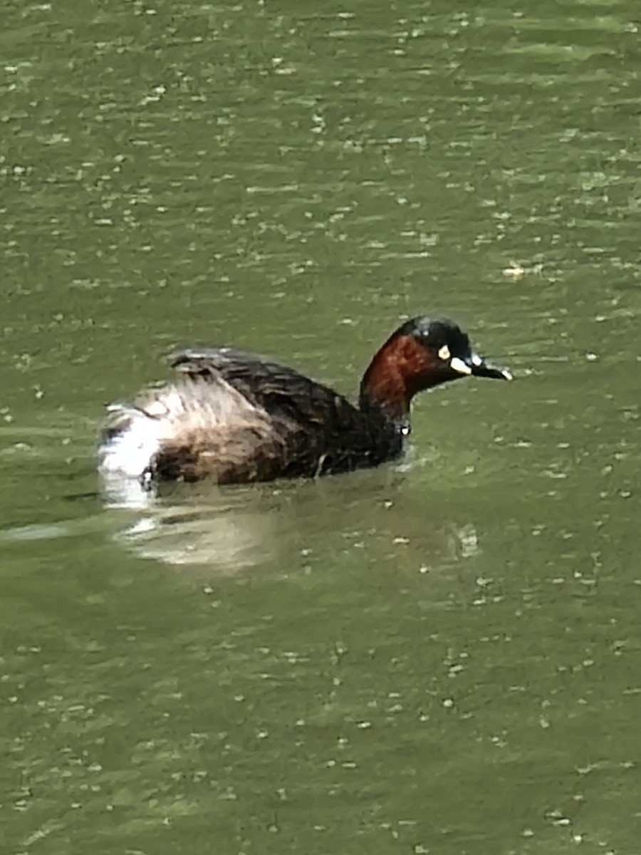 Little Grebe - ML617914751