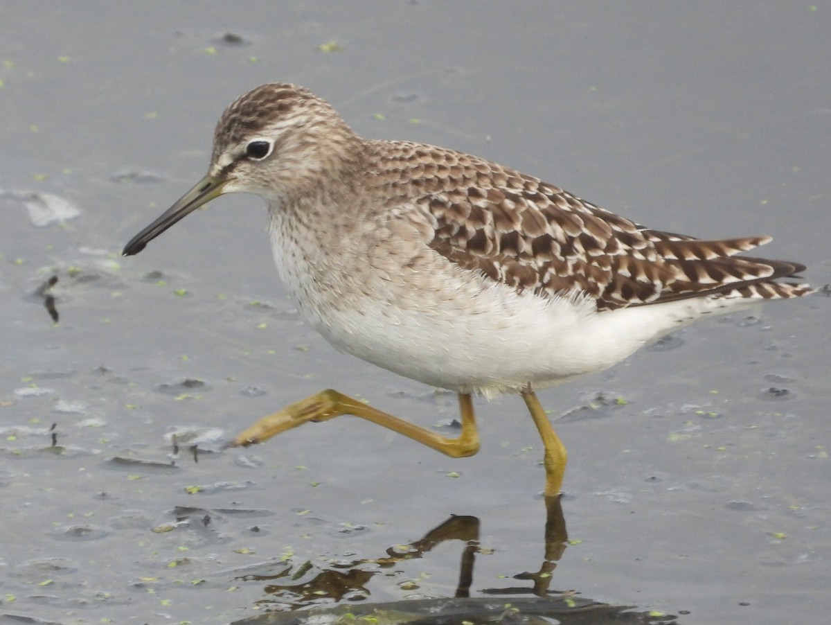 Wood Sandpiper - ML617914787