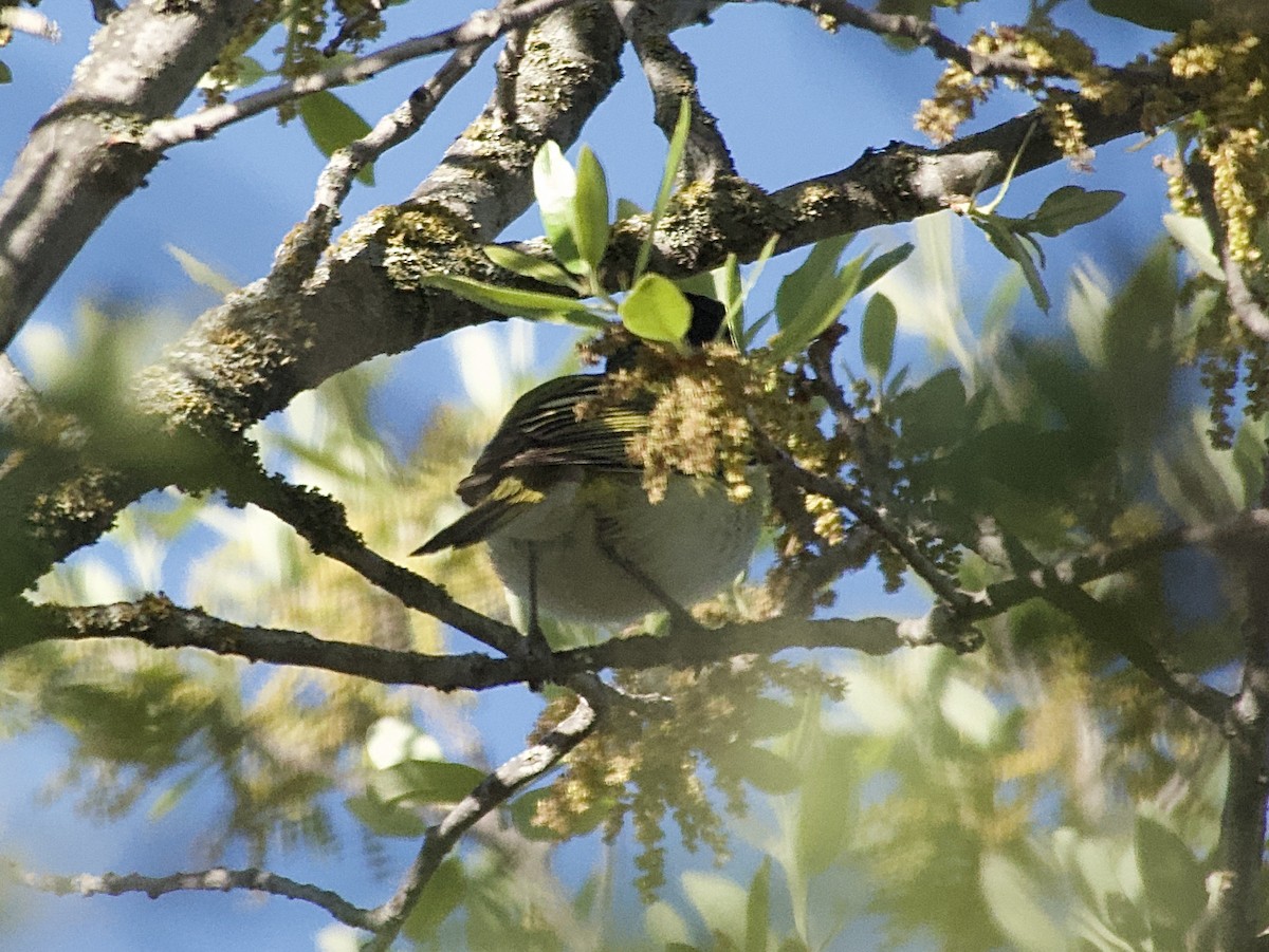 Black-capped Vireo - Gary Bloomfield