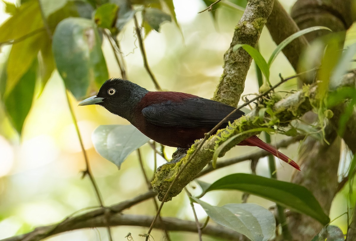 Maroon Oriole - ML617914802