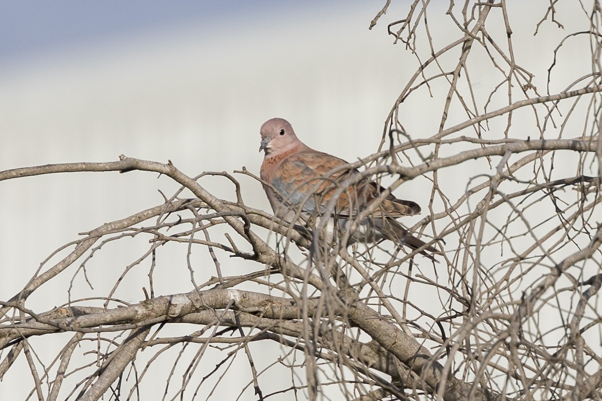 Tórtola Senegalesa - ML617914835